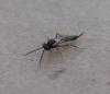 Campopleginae inconnu